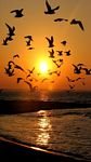 pic for Sunset Birds